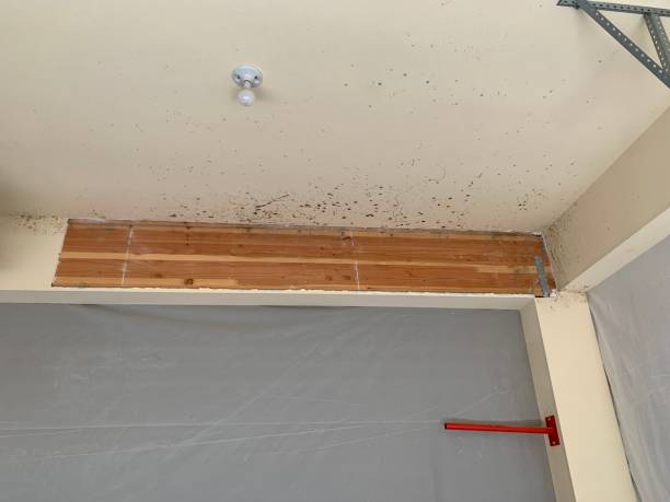 Best Environmental Consulting for Mold Prevention  in Throop, PA